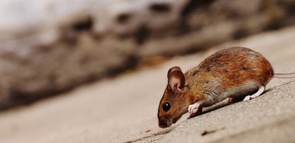 New York appoints first-ever rat 'czar'