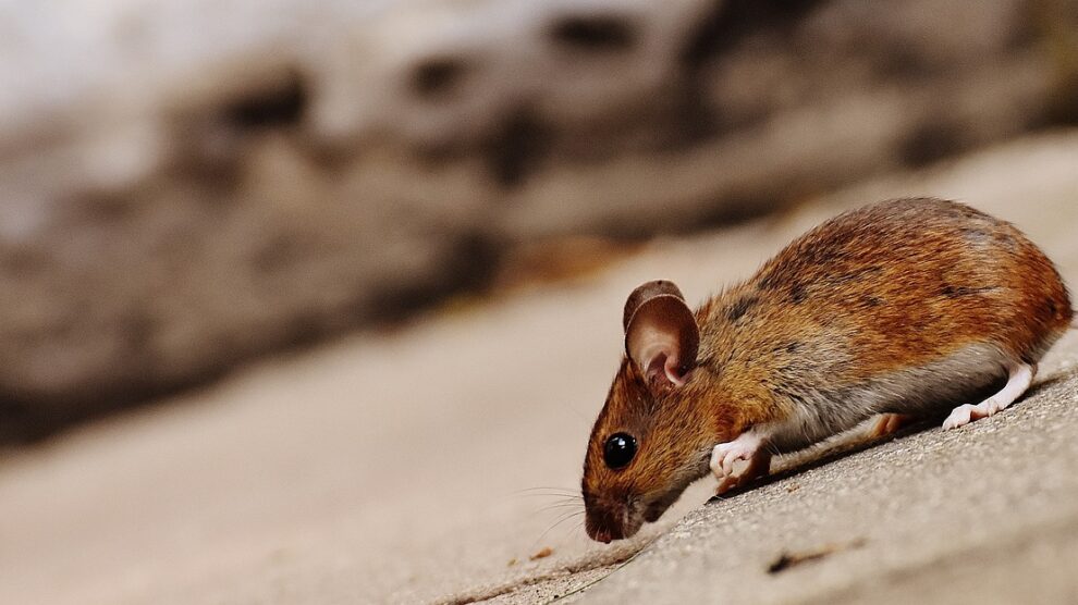 New York appoints first-ever rat 'czar'