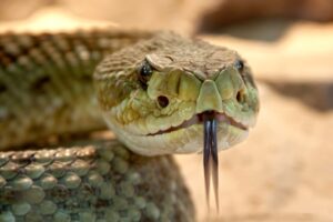 'Houdini' Snake Escape Shuts Down Swedish Zoo