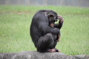Swedish zoo shoots dead three chimps on the run
