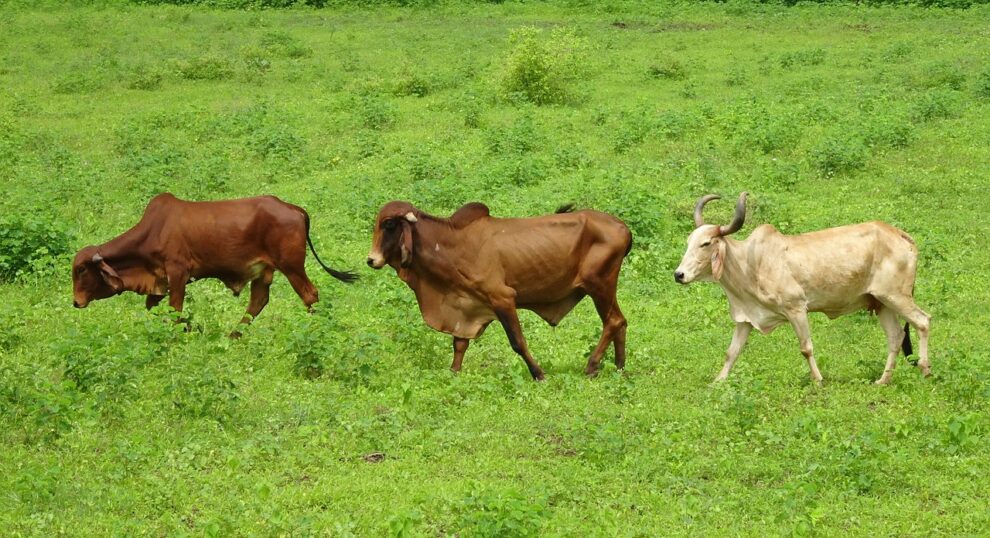Cow dung protects from radiation, Indian court claims