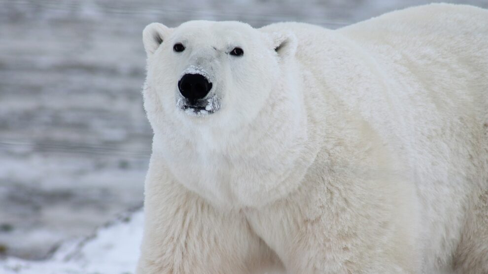 In rare attack, polar bear kills two people in Alaska