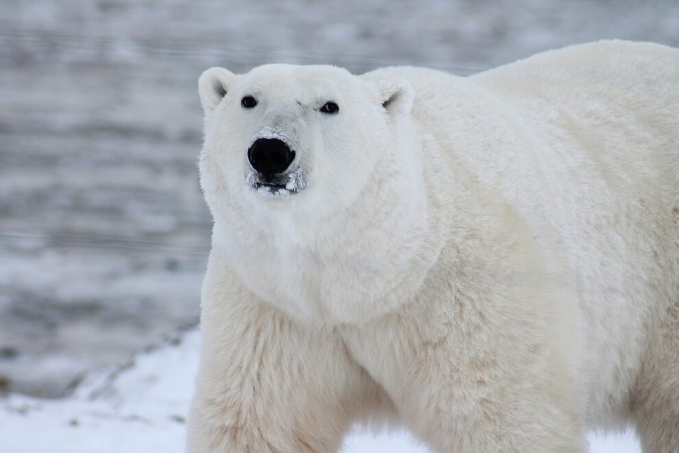 In rare attack, polar bear kills two people in Alaska