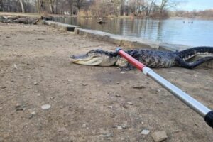 Alligator captured in New York park, possibly 'cold shocked'