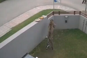 VIDEO: Leopard attacks people in DHA area of Islamabad, Pakistan
