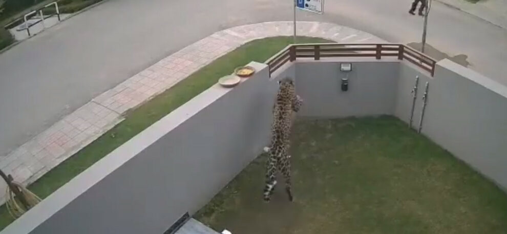 VIDEO: Leopard attacks people in DHA area of Islamabad, Pakistan