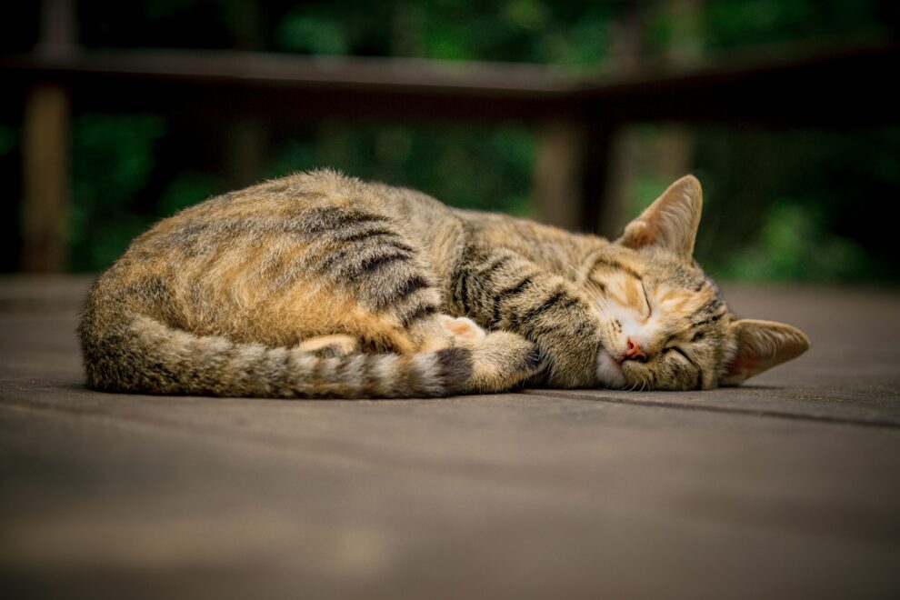 Vietnam police find 2,000 dead cats intended for traditional medicine