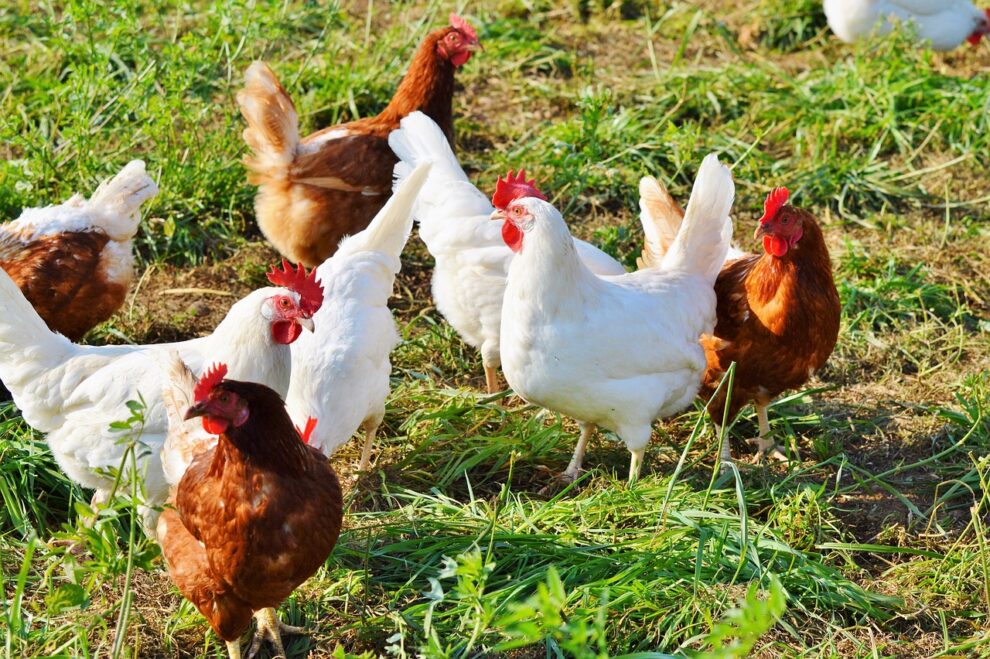 Bird flu on chicken farm: Argentina suspends exports