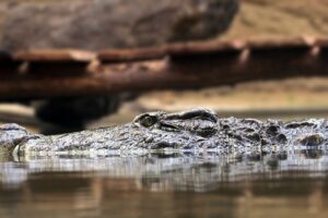 Chinese city hunts for crocodiles on the loose