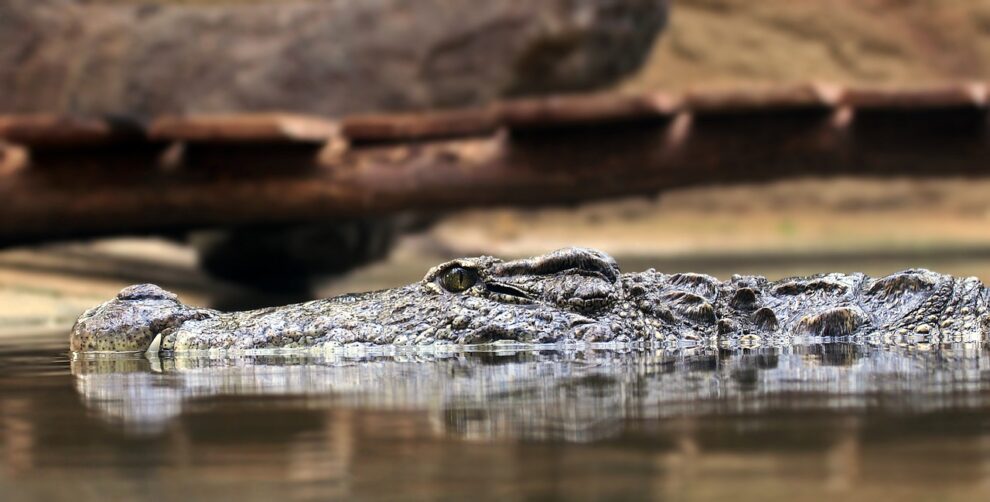 Cambodian killed by 40 crocodiles after falling in enclosure