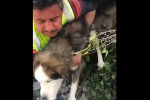 turkey dog alive earthquake