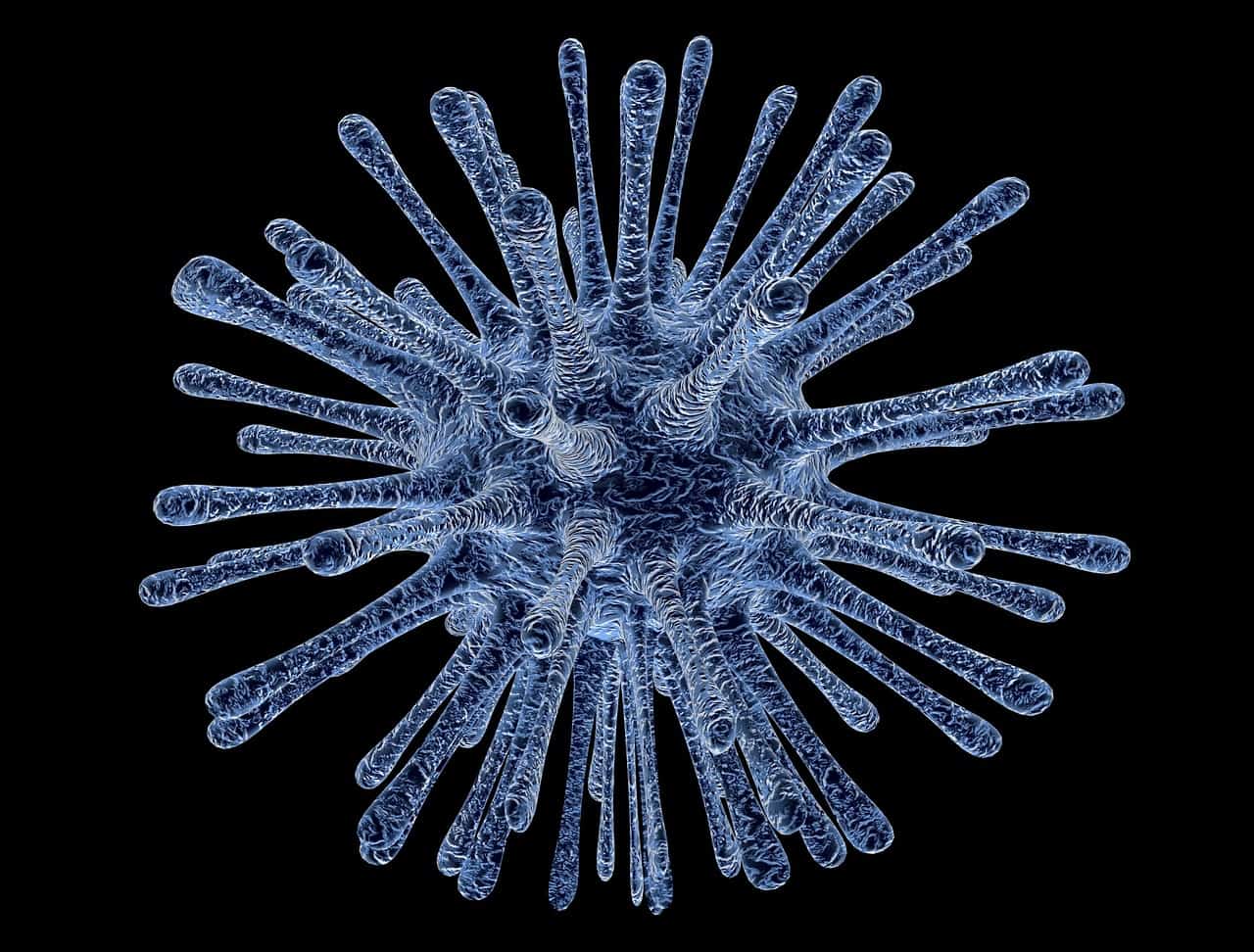 Candida auris fungus florida