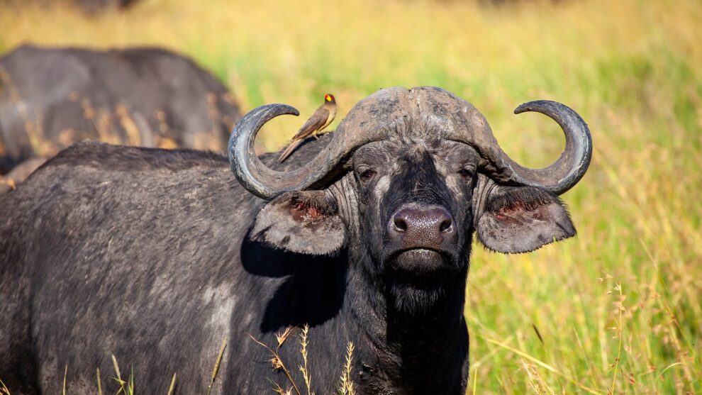Buffaloes kill two in Botswana