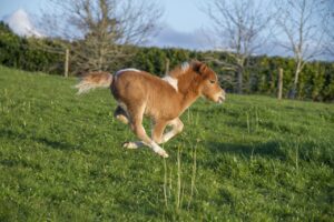 How to Care for Your Miniature Horse: A Beginner's Guide