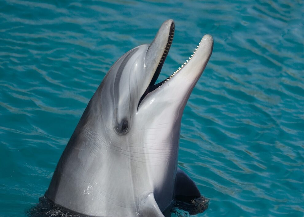 Russia is 'training combat dolphins' in Crimea: UK