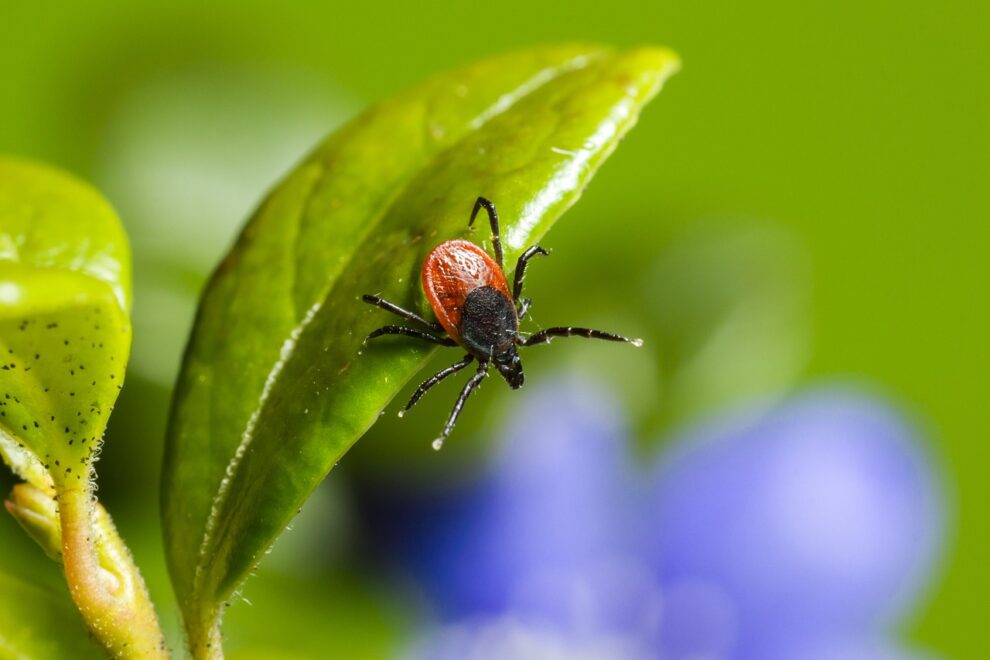 Approximately 500,000 Americans possibly affected by meat allergy associated with ticks, according to US CDC.