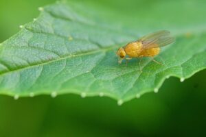 Scientists engineer fruit flies capable of 'virgin birth'