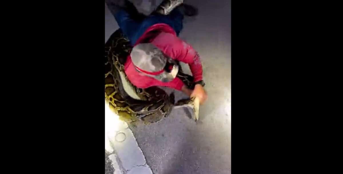 Florida man nabs 19-foot invasive Burmese python