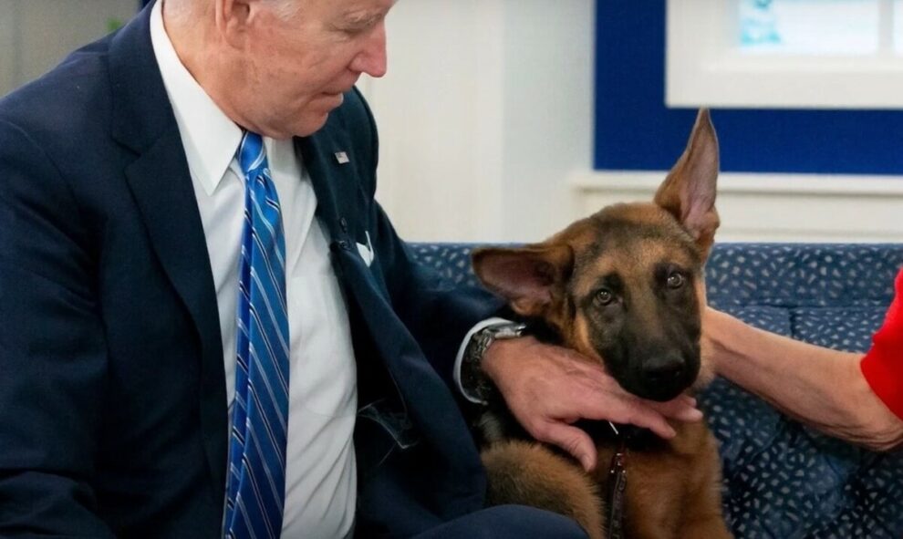 Commander in teeth: Biden dog nips another Secret Service agent