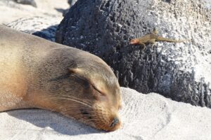 Bird flu kills scores of sea lions in Argentina