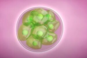 Lab-grown human 'embryos' offer new research hope