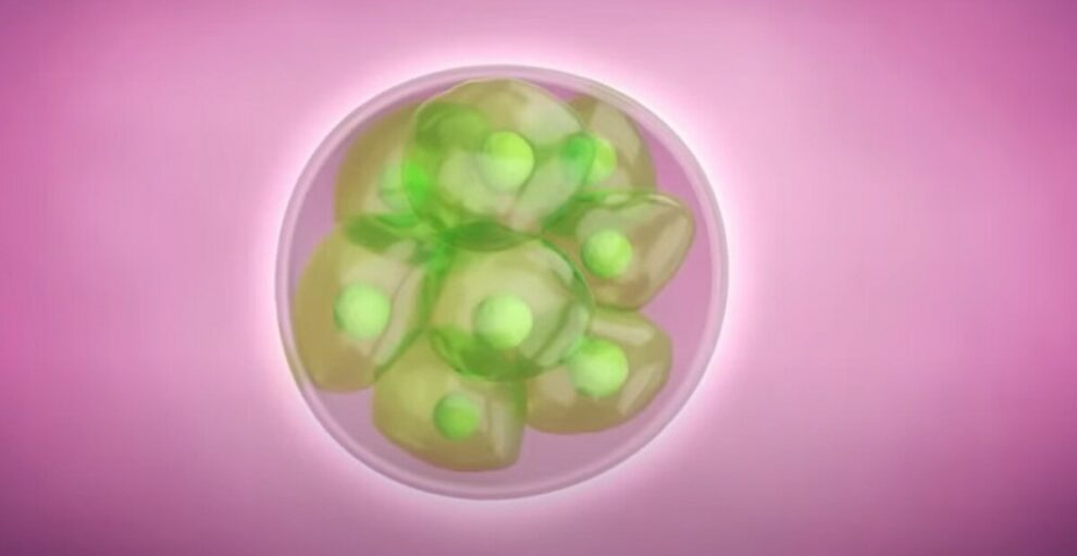 Lab-grown human 'embryos' offer new research hope