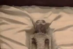 Mexican doctors conduct tests on alleged 'non-human' beings, confirm single skeleton origin