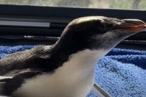 New Zealand probes mystery illness killing rare penguins