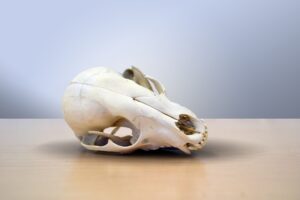 France sounds alert on primates' skulls trafficking