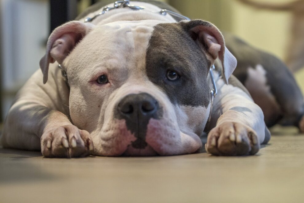 UK govt bans American XL bully dogs after fatal attacks