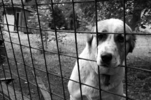 Vietnam dog slaughterhouse closes, setting puppies free