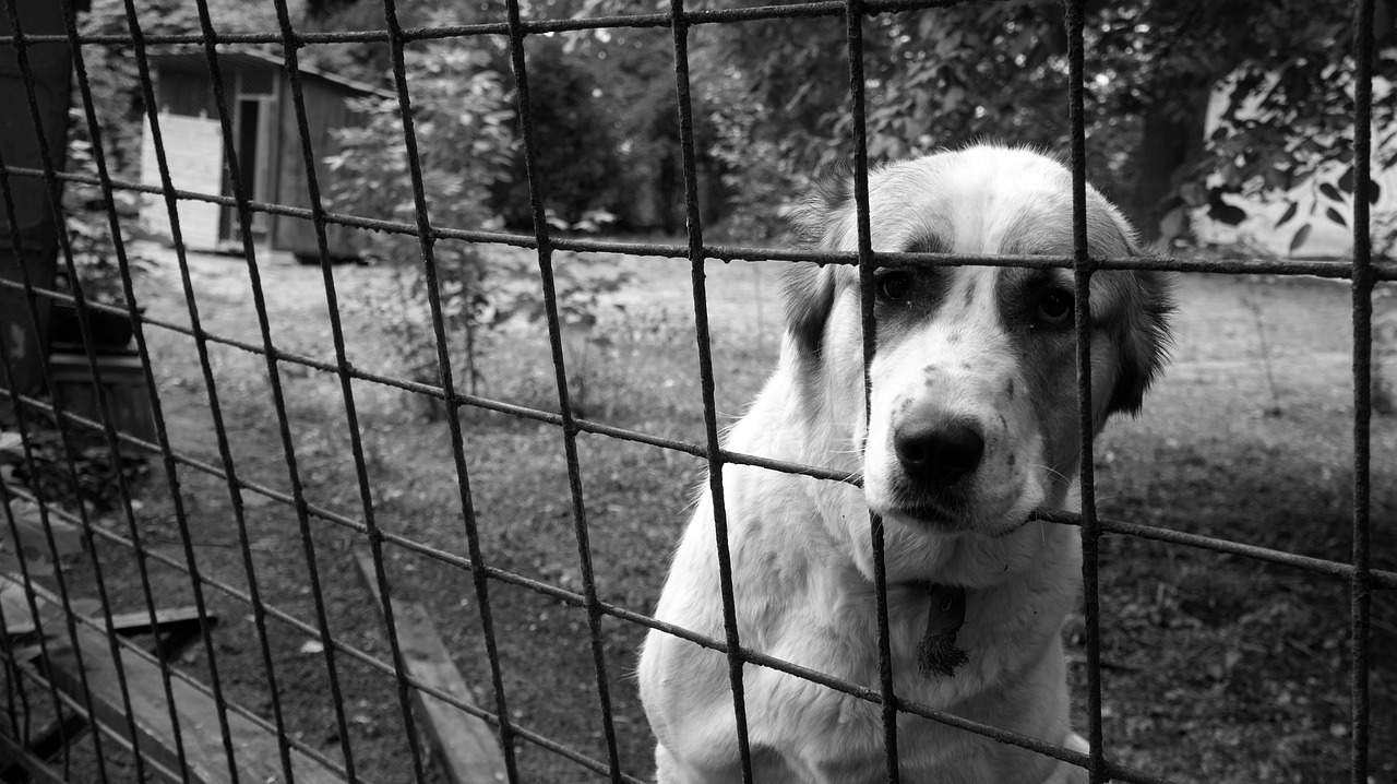 UK animal charity rescues over 250 dogs from single home - Insider Paper