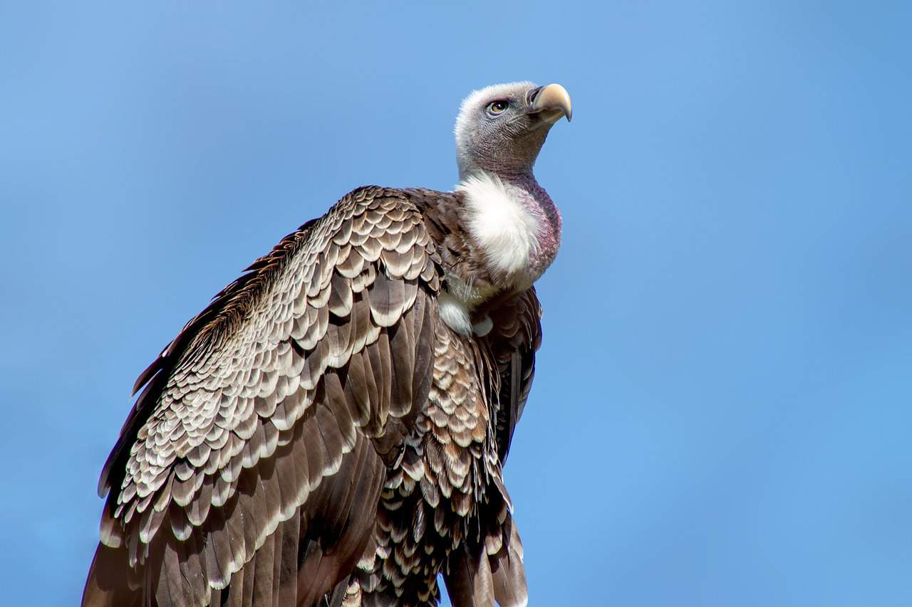 Stubborn vulture removed from Ryanair wing before Greece flight