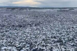 video dead fish japan coast