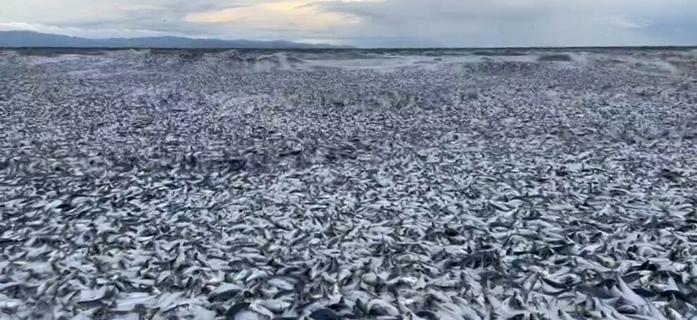 video dead fish japan coast