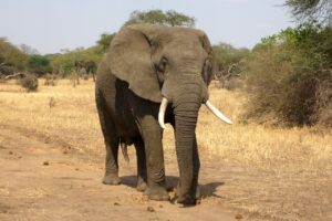 Elephants on the loose, S.African rangers on the chase