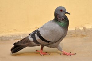 Jailbird: India releases pigeon accused of spying for China