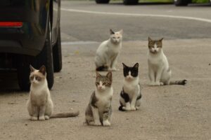 Spain police investigate suspected poisoning of 47 cats