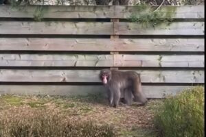 Escaped monkey on the loose in Scottish Highlands
