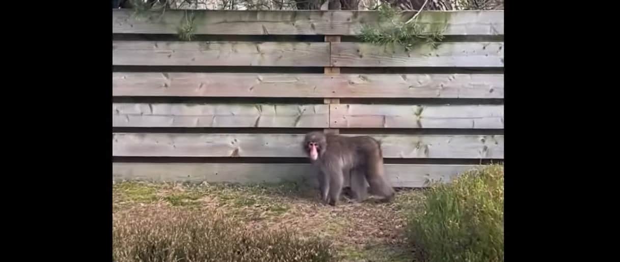 Escaped monkey on the loose in Scottish Highlands