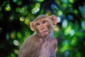 Scientists clone first rhesus monkey using new method