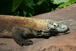 Mongolian arrested trying to smuggle komodo dragons, pythons out of Thailand
