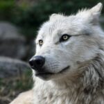 Wolves in Chernobyl radiation zone show resistance to cancer, study reveals