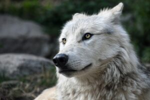 Wolves in Chernobyl radiation zone show resistance to cancer, study reveals