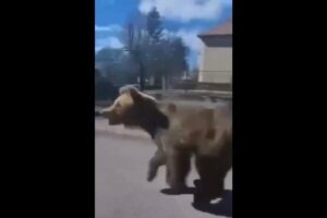Bear injures five in latest Slovak attack