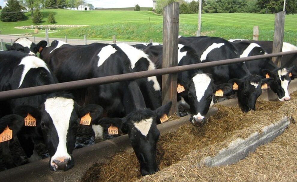 New Zealand scraps plan to tax livestock burps, farts - Insider Paper