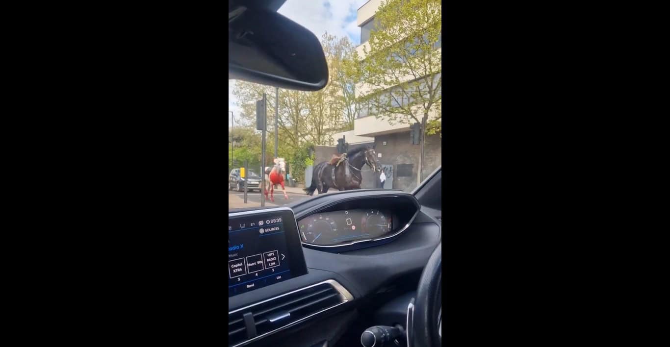 Two horses on loose in central London: police