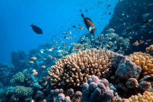 World experiencing new major coral bleaching event: US agency