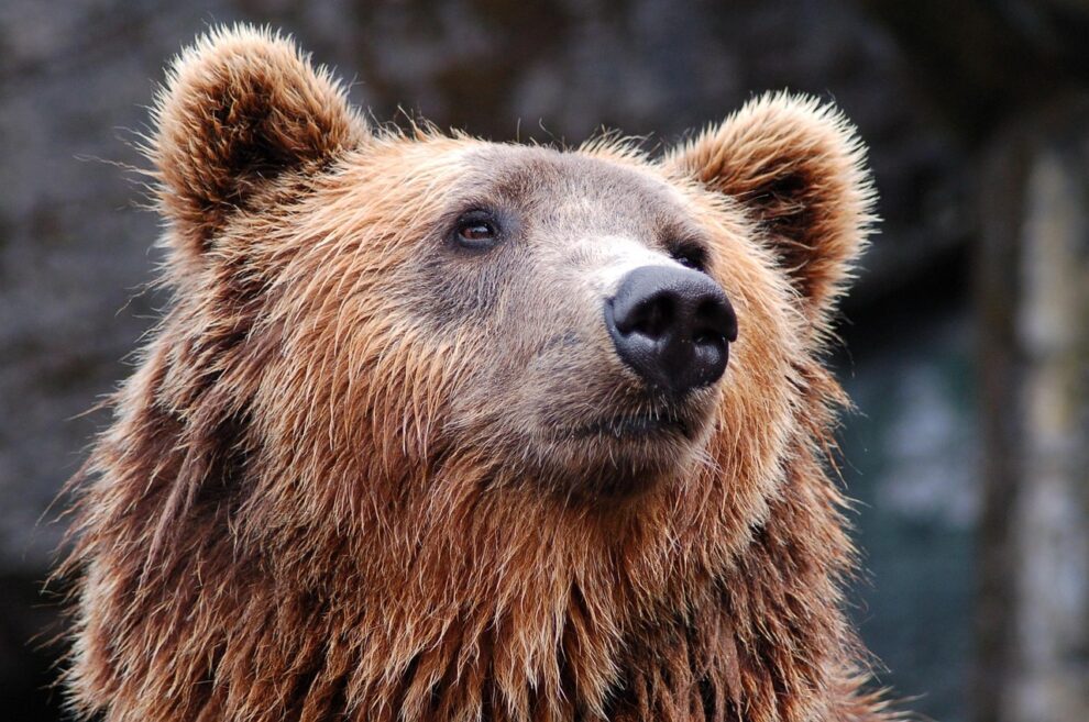 First brown bear to have brain surgery emerges from hibernation