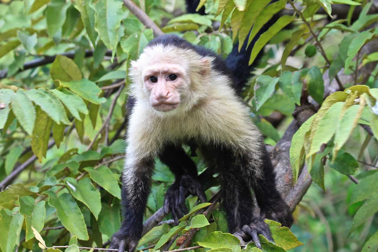 Monkeys Kidnap Babies Of Another Species In Weird 'Fad'
